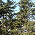 Cedrus deodara 2